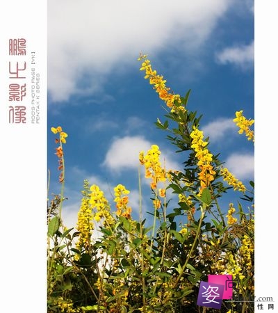 坚挺胸部 坚挺胸部